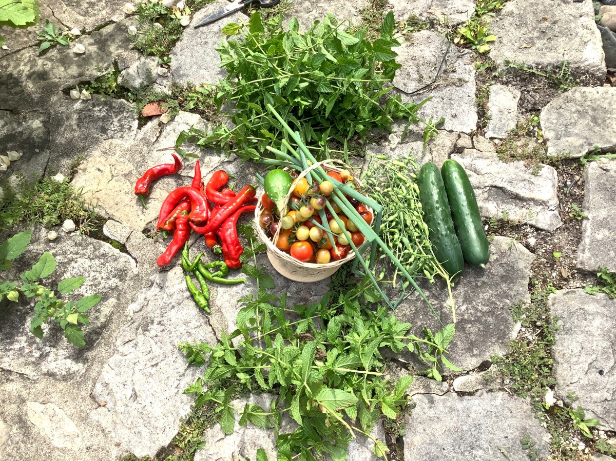 Garden harvest and how to grow it&nbsp;yourself!