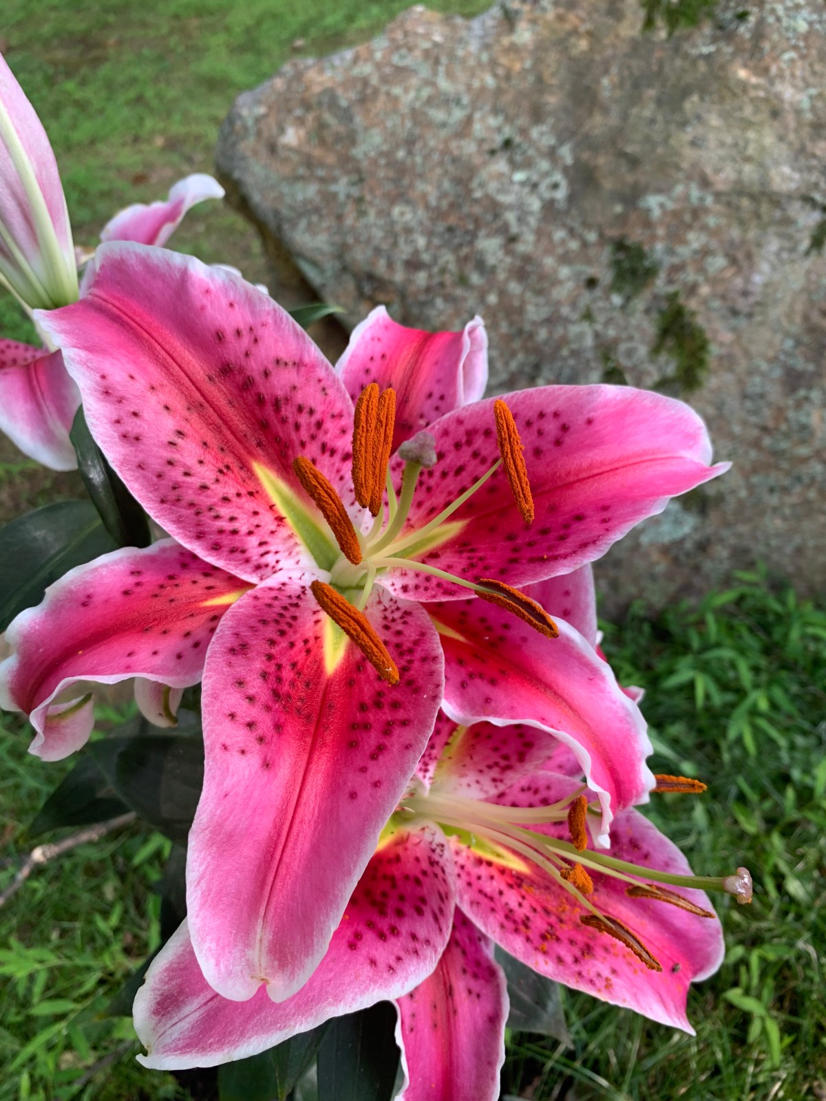 How to start a garden! P.&nbsp;1