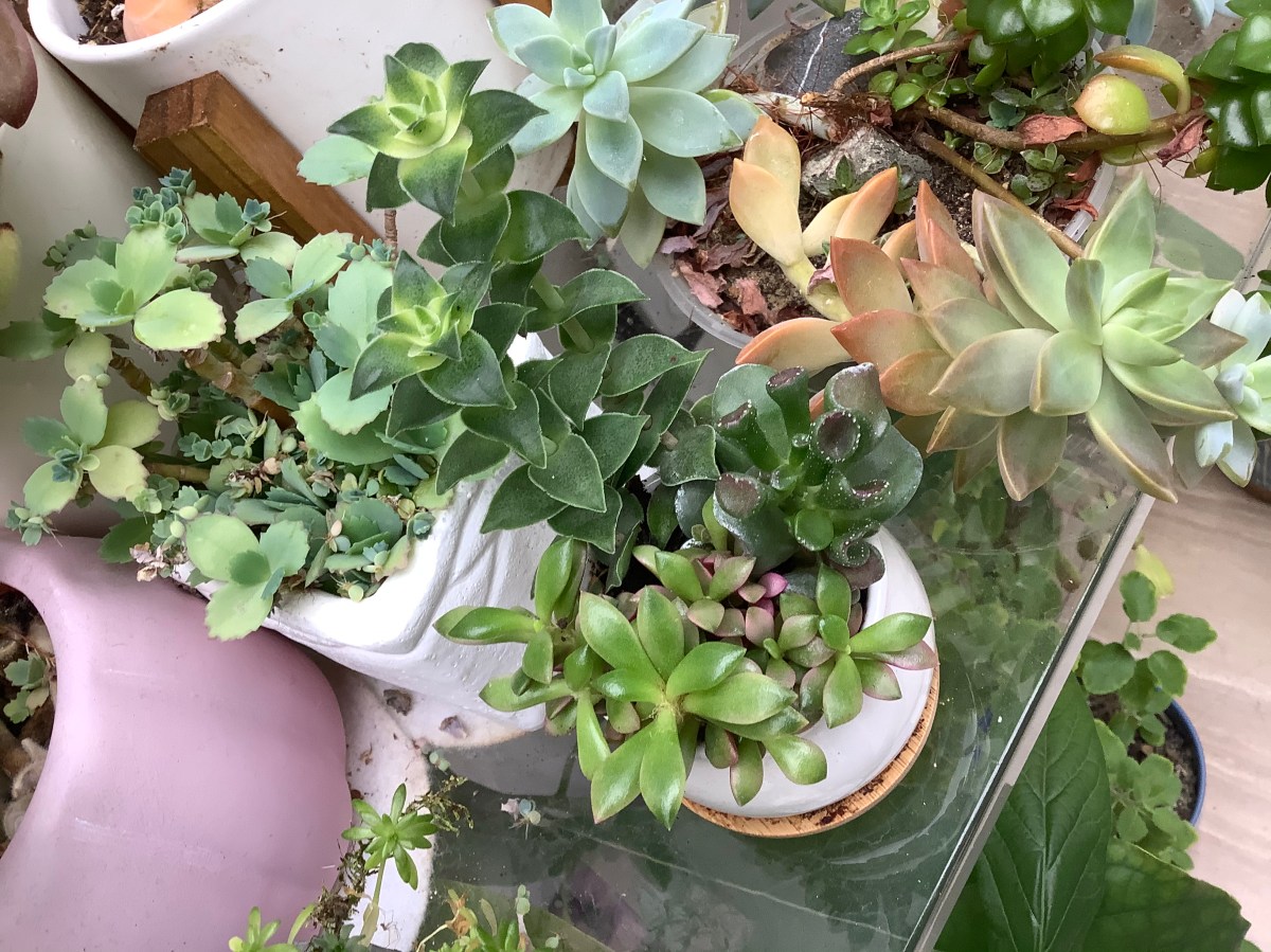 How to Grow a Green&nbsp;Thumb