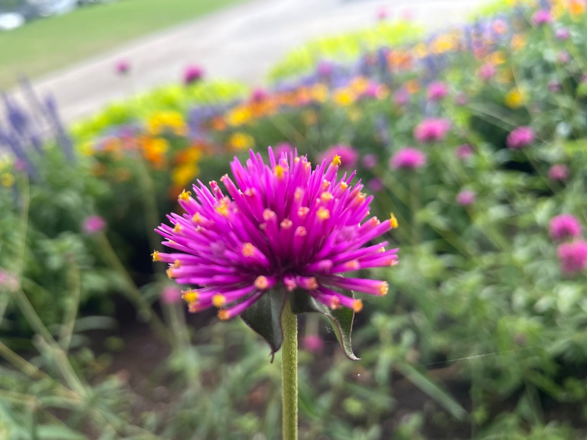 Plants You Can Grow In Full&nbsp;Sun!