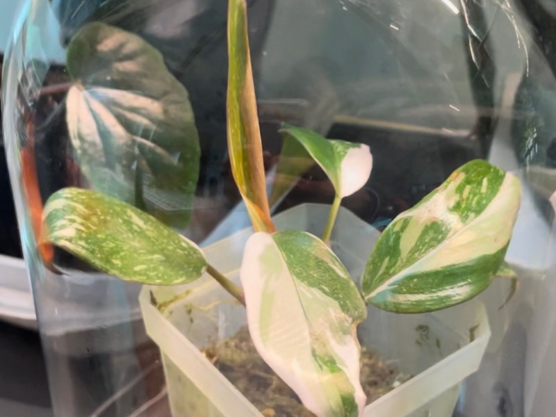 How to Take Care of a New&nbsp;Plant