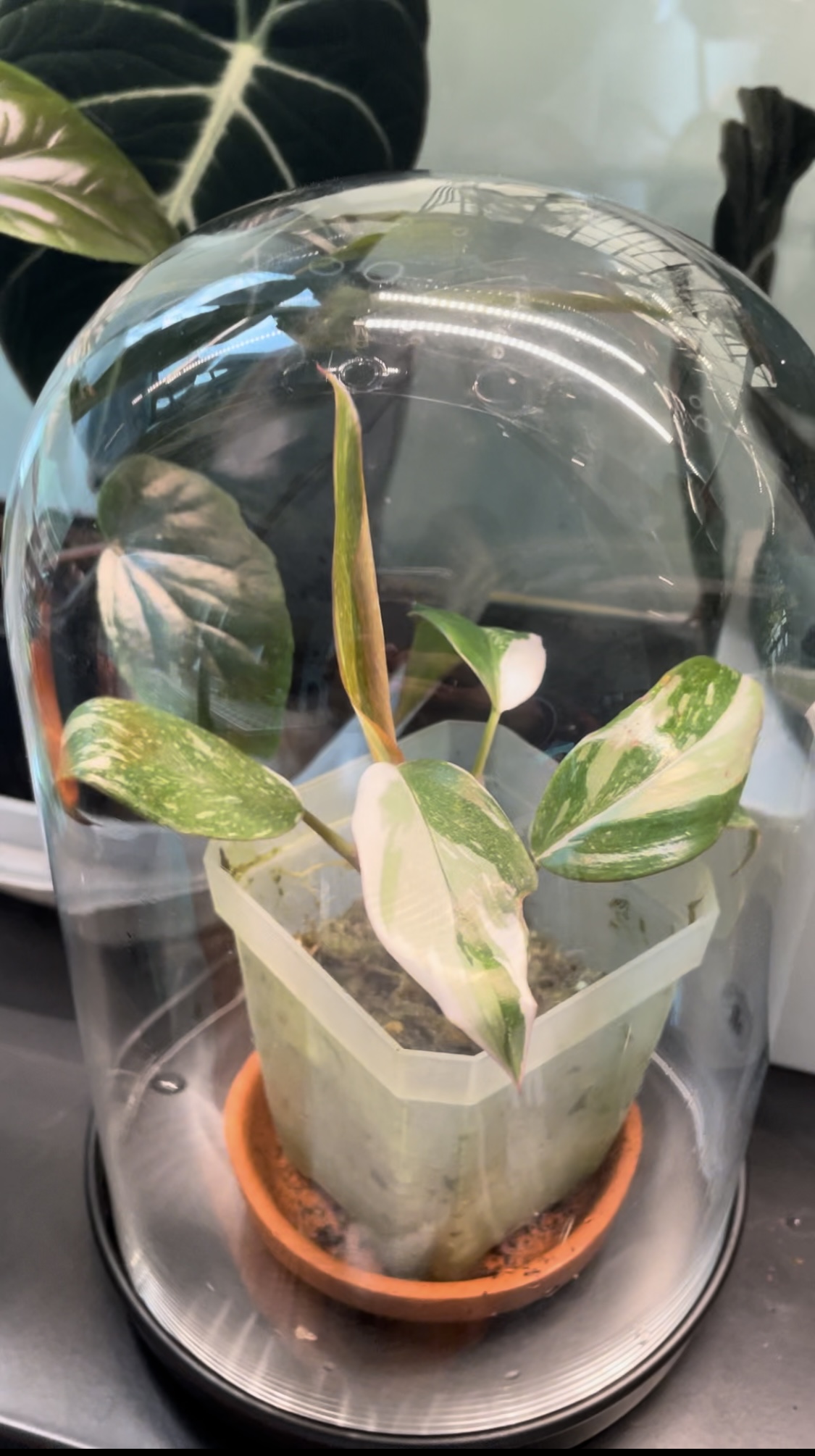 How to Take Care of a New&nbsp;Plant